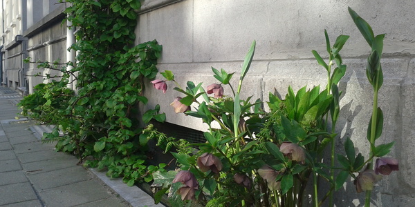 Geveltuin in de halfschaduw